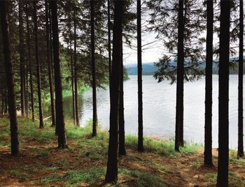 Trees by lake in forest