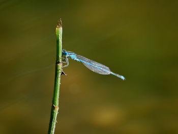 Goblet-marked damselfly perched on a branch, near xativa, spain