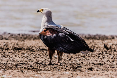View of bird on beach
