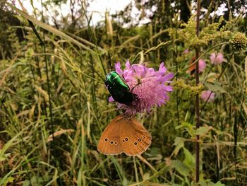 Close-up of butterfly pollinating on flower