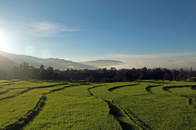 Scenic view of grassy field against sky