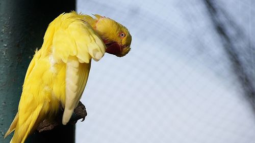 Close-up of bird perching on yellow flower