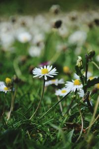 Close-up of white daisy blooming in field
