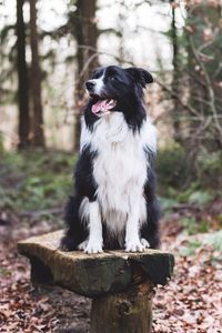 Border collie sitting on bench in forest