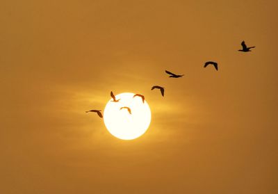 Silhouette birds flying in sky during sunset
