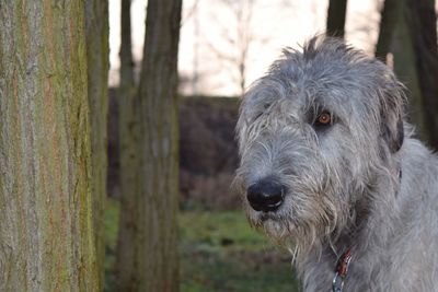 Close-up portrait of dog