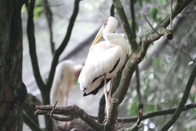 Bird perching on a branch