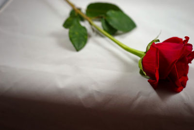 Close-up of red rose on table