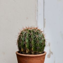 Close-up of potted plant