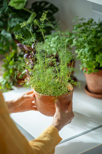 Cropped hand holding potted plant