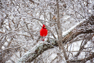 Bird perching on branch