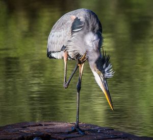 Close-up of gray heron perching on lake