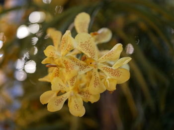 Close-up of yellow flowering plant
