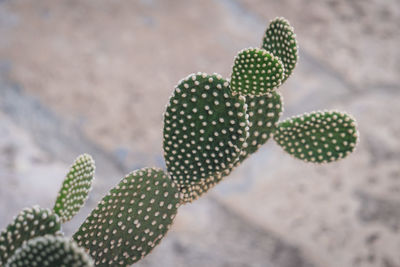 Close-up of cactus