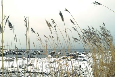 Close-up of grass against sky during sunset