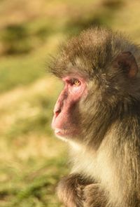 Close-up portrait of monkey