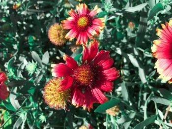 Close-up of red flowering plants