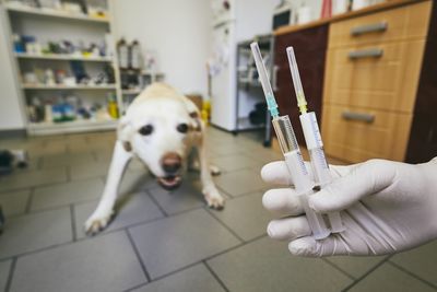 Cropped hand of doctor holding syringes while dog standing in background