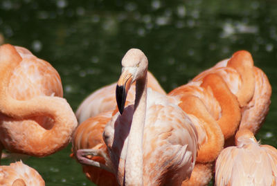 Close-up of flamingos in lake