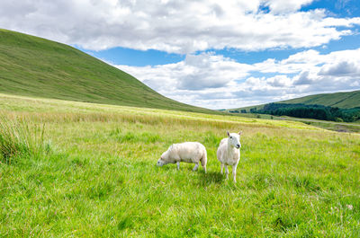 Sheep in a field