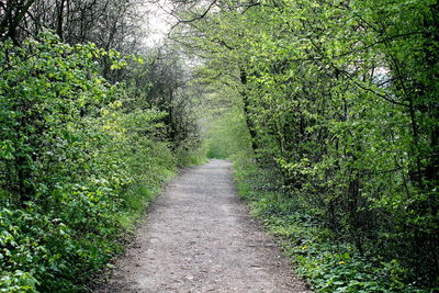 Footpath in forest