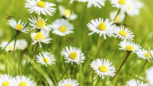 Close-up of white daisy flowers