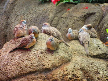 Close-up of birds on rock