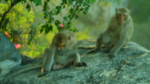 Monkey sitting on rock