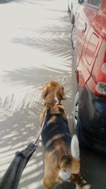 Dog on street in city