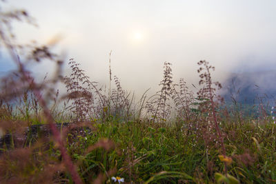 Close-up of stalks in field against sky