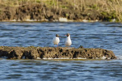 Birds perching on a sea