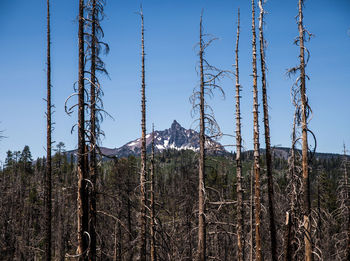 Panoramic shot of trees on field against sky