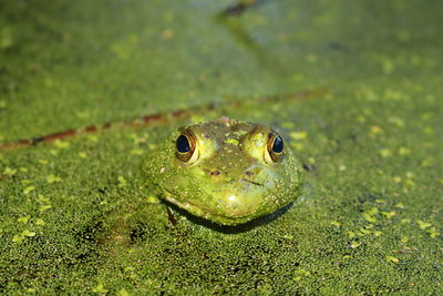 Close-up portrait of frog on grass