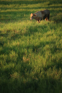 View of a dog on field