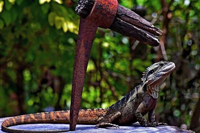 Close-up of lizard on tree