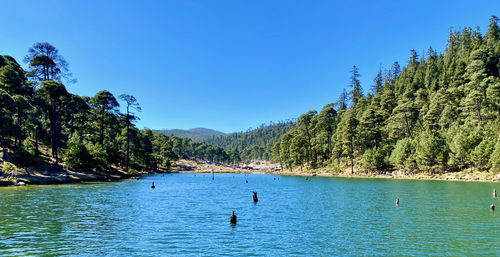 Scenic view of lake by trees against blue sky