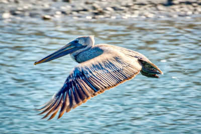 Bird flying over lake