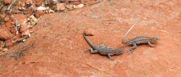 High angle view of lizard on land