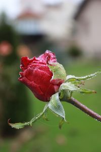 Close-up of red rose