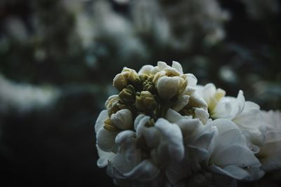 Close-up of flowers