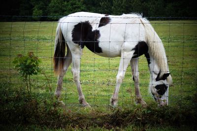 Horses grazing in a field