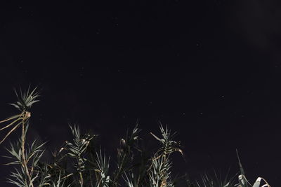 Low angle view of plants against sky at night