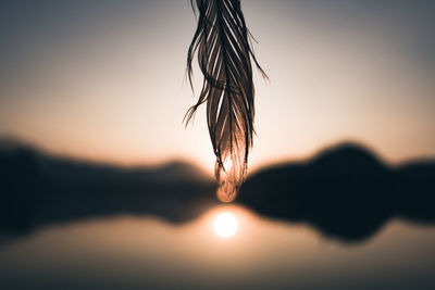 Close-up of silhouette feather against sky during sunset