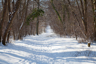 snow