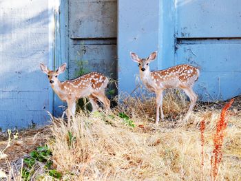 Deer standing on field