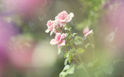 Close-up of pink flowers