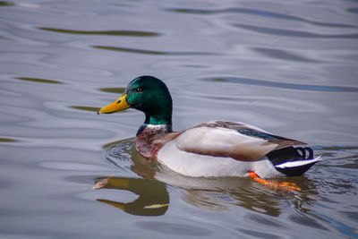 Duck swimming in lake mallard male animal 
