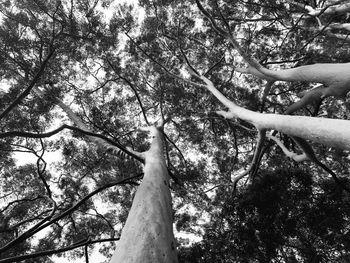 Low angle view of tree against sky