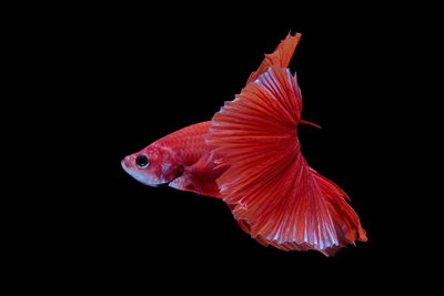 Close-up of fish swimming in tank