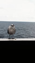 Close-up of bird perching on beach against sky